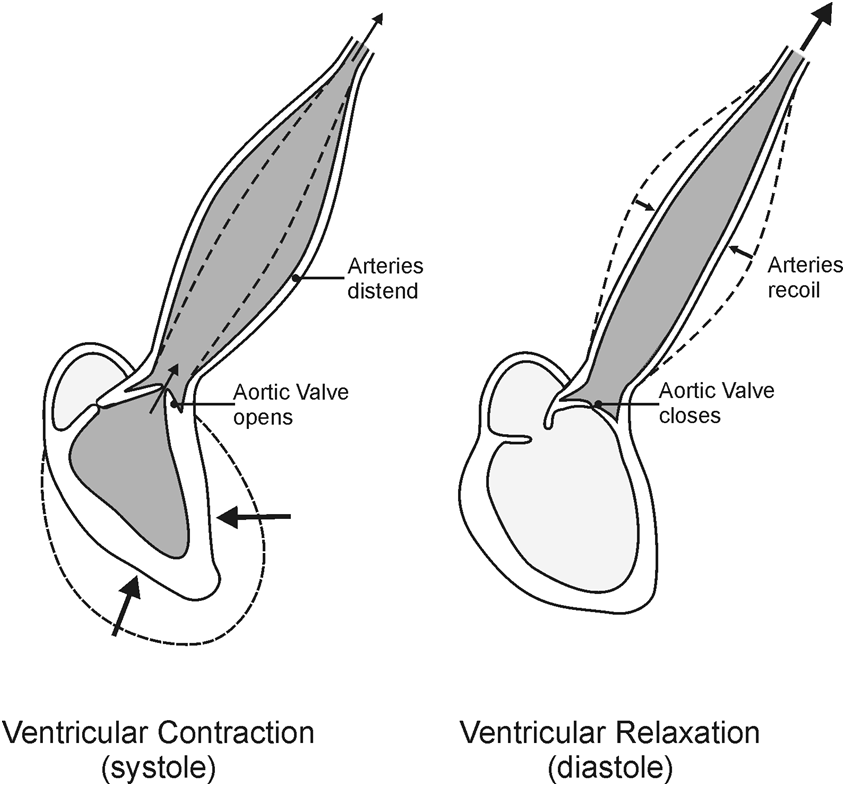 心室收縮示意圖